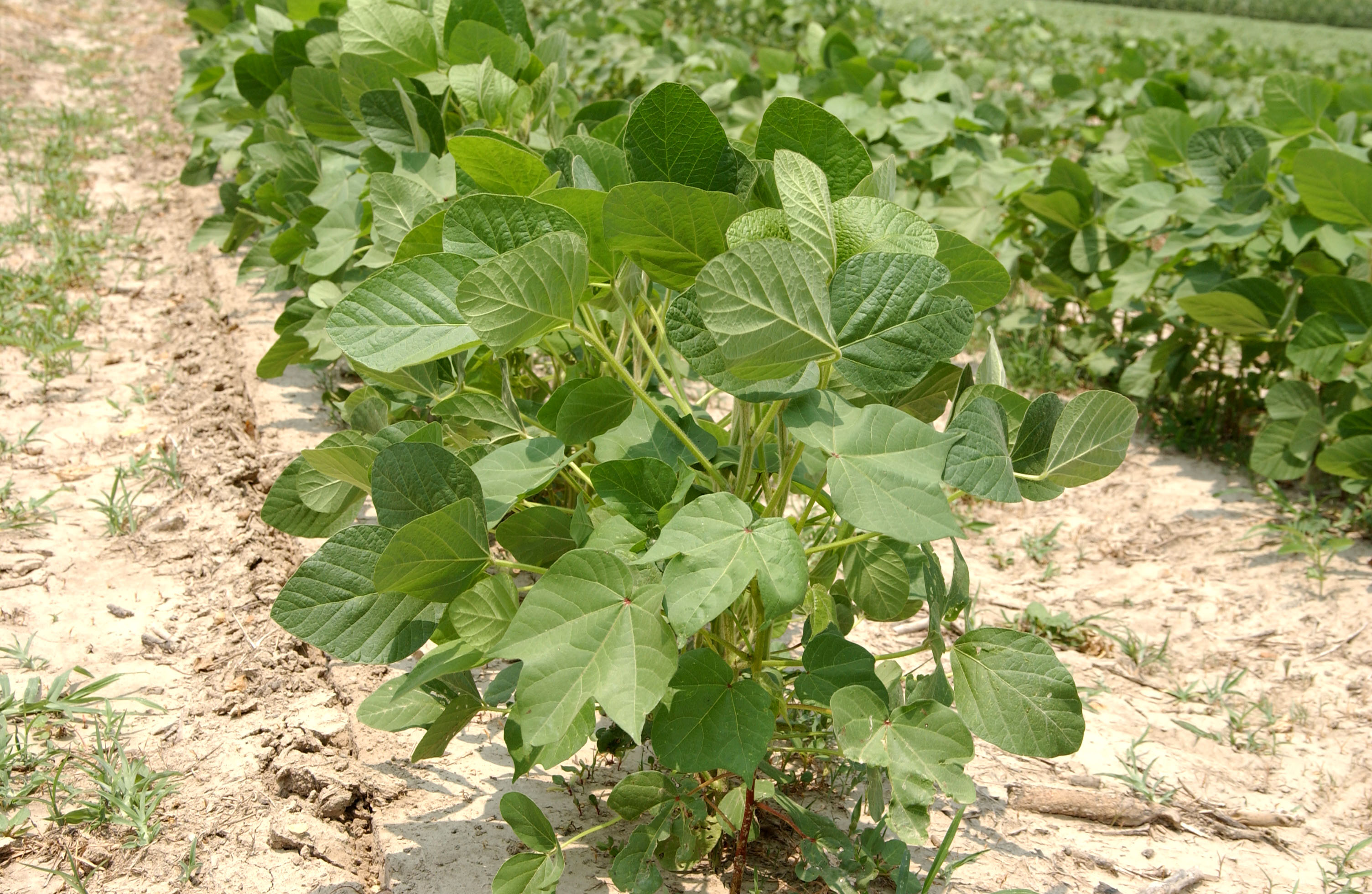 Cotton, grain field day set for June 24